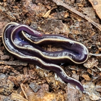 Caenoplana coerulea (Blue Planarian, Blue Garden Flatworm) at Goulburn, NSW - 5 Jun 2024 by trevorpreston