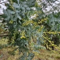 Acacia baileyana (Cootamundra Wattle, Golden Mimosa) at Goulburn Mulwaree Council - 5 Jun 2024 by trevorpreston