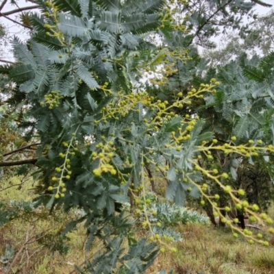 Acacia baileyana (Cootamundra Wattle, Golden Mimosa) at Goulburn, NSW - 5 Jun 2024 by trevorpreston