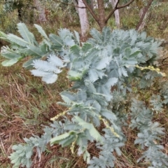 Acacia baileyana at Goulburn, NSW - 5 Jun 2024