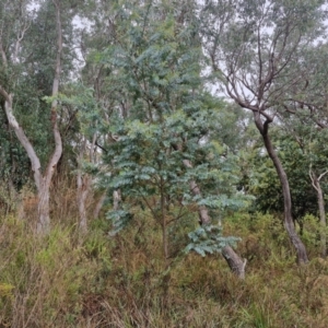 Acacia baileyana at Goulburn, NSW - 5 Jun 2024