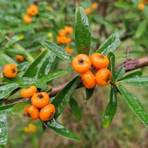 Pyracantha angustifolia at Goulburn, NSW - 5 Jun 2024