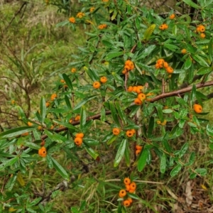 Pyracantha angustifolia at Goulburn, NSW - 5 Jun 2024