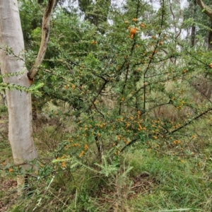 Pyracantha angustifolia at Goulburn, NSW - 5 Jun 2024