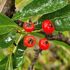 Pyracantha crenulata (Firethorn) at Goulburn Mulwaree Council - 5 Jun 2024 by trevorpreston