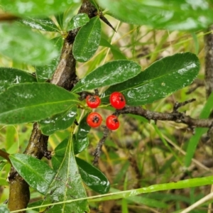 Pyracantha crenulata at Goulburn, NSW - 5 Jun 2024