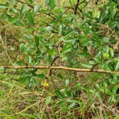 Pyracantha crenulata at Goulburn, NSW - 5 Jun 2024