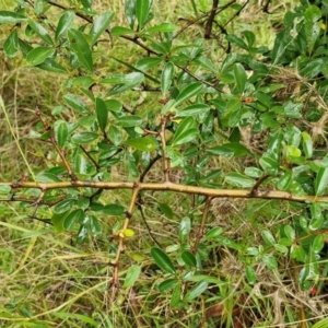 Pyracantha crenulata at Goulburn, NSW - 5 Jun 2024