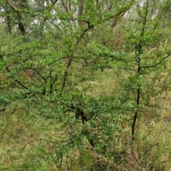 Pyracantha crenulata at Goulburn, NSW - 5 Jun 2024