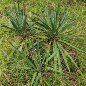 Yucca sp. at Goulburn, NSW - 5 Jun 2024