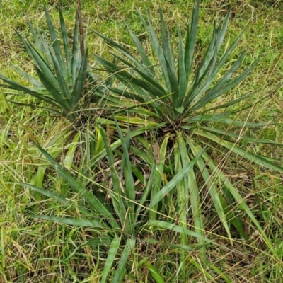 Yucca (genus) at Goulburn, NSW - 5 Jun 2024 by trevorpreston