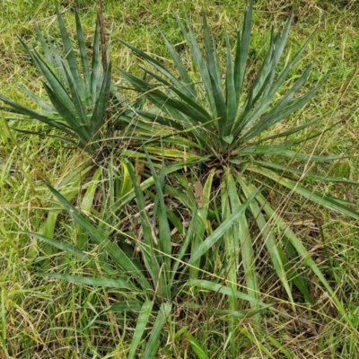 Yucca sp. at Goulburn Mulwaree Council - 5 Jun 2024 by trevorpreston