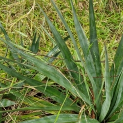 Yucca sp. at Goulburn, NSW - 5 Jun 2024 11:34 AM