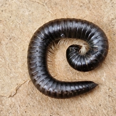 Ommatoiulus moreleti (Portuguese Millipede) at Goulburn, NSW - 5 Jun 2024 by trevorpreston