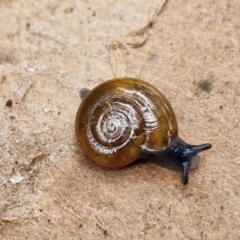 Oxychilus alliarius (Garlic Snail) at Goulburn, NSW - 5 Jun 2024 by trevorpreston