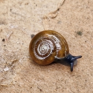 Oxychilus alliarius (Garlic Snail) at Goulburn, NSW by trevorpreston