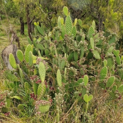 Opuntia puberula (Puberula Cactus) at Goulburn Mulwaree Council - 5 Jun 2024 by trevorpreston