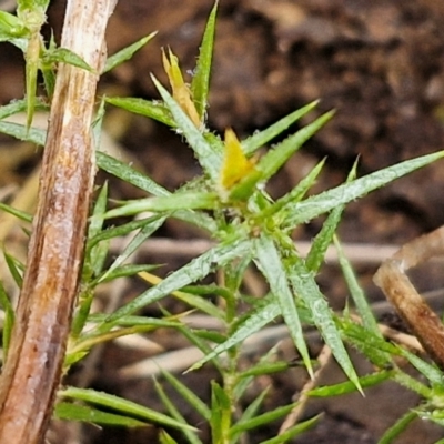 Stellaria pungens (Prickly Starwort) at Goulburn, NSW - 5 Jun 2024 by trevorpreston