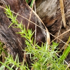 Stellaria pungens at Goulburn, NSW - 5 Jun 2024