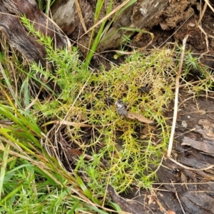 Stellaria pungens at Goulburn, NSW - 5 Jun 2024