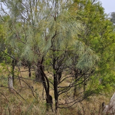 Jacksonia scoparia (Dogwood) at Goulburn, NSW - 5 Jun 2024 by trevorpreston