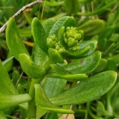 Sedum praealtum (Green Cockscomb) at Goulburn Mulwaree Council - 5 Jun 2024 by trevorpreston