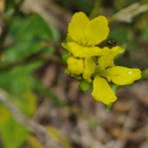 Hirschfeldia incana at Goulburn, NSW - 5 Jun 2024 11:26 AM