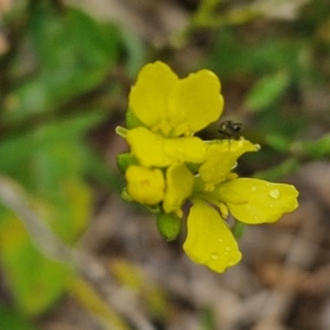 Hirschfeldia incana at Goulburn, NSW - 5 Jun 2024