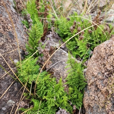 Cheilanthes austrotenuifolia (Rock Fern) at Kambah, ACT - 5 Jun 2024 by HarleyB