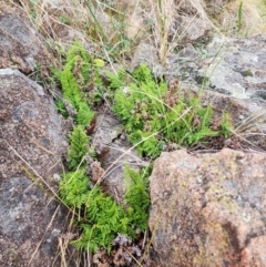 Cheilanthes austrotenuifolia at Mount Taylor - 5 Jun 2024 02:11 PM