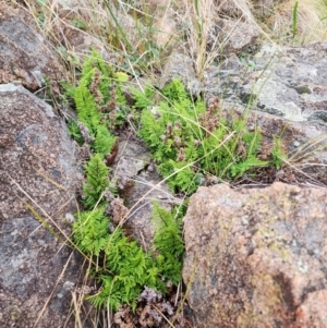 Cheilanthes austrotenuifolia at Mount Taylor - 5 Jun 2024