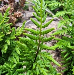 Cheilanthes austrotenuifolia at Mount Taylor - 5 Jun 2024