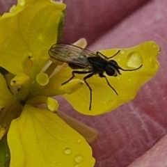 Unidentified True fly (Diptera) at Goulburn, NSW - 5 Jun 2024 by trevorpreston