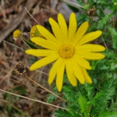 Euryops chrysanthemoides (South African Bush Daisy) at Goulburn Mulwaree Council - 5 Jun 2024 by trevorpreston