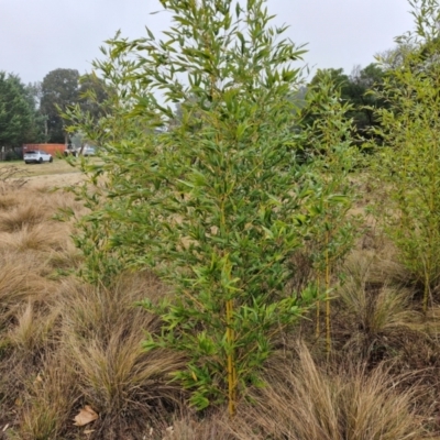 Phyllostachys aurea (Rhizomatous Bamboo) at Goulburn, NSW - 5 Jun 2024 by trevorpreston