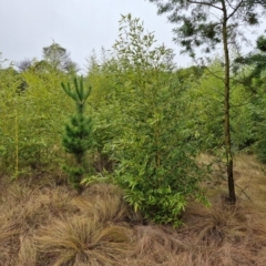 Phyllostachys aurea at Goulburn, NSW - 5 Jun 2024