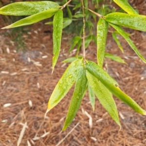 Phyllostachys aurea at Goulburn, NSW - 5 Jun 2024