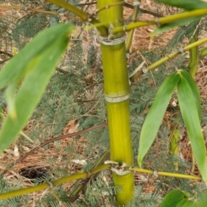 Phyllostachys aurea at Goulburn, NSW - 5 Jun 2024