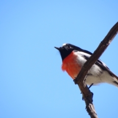 Petroica boodang (Scarlet Robin) at The Pinnacle - 27 May 2024 by Miranda