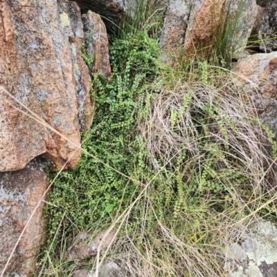 Asplenium flabellifolium (Necklace Fern) at Kambah, ACT - 5 Jun 2024 by HarleyB