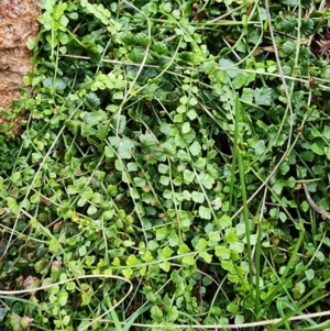 Asplenium flabellifolium at Mount Taylor - 5 Jun 2024 02:10 PM