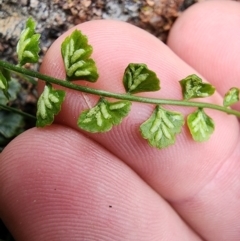 Asplenium flabellifolium at Mount Taylor - 5 Jun 2024 02:10 PM