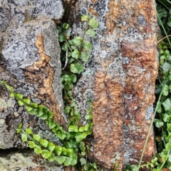 Asplenium flabellifolium at Mount Taylor - 5 Jun 2024 02:10 PM