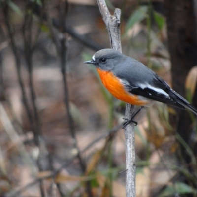 Petroica phoenicea (Flame Robin) at Cotter River, ACT - 20 Apr 2012 by Miranda