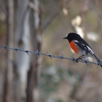 Petroica boodang (Scarlet Robin) at Duffy, ACT - 8 Jun 2015 by Miranda