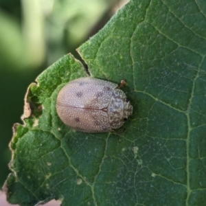 Paropsis atomaria at Holder, ACT - 18 May 2024 10:58 AM