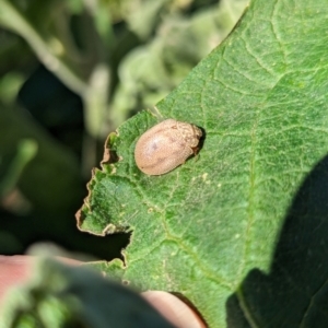 Paropsis atomaria at Holder, ACT - 18 May 2024