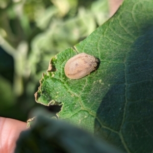 Paropsis atomaria at Holder, ACT - 18 May 2024