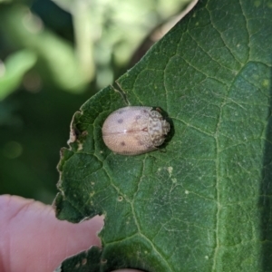 Paropsis atomaria at Holder, ACT - 18 May 2024