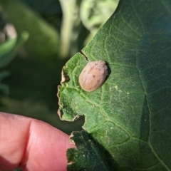 Paropsis atomaria at Holder, ACT - 18 May 2024